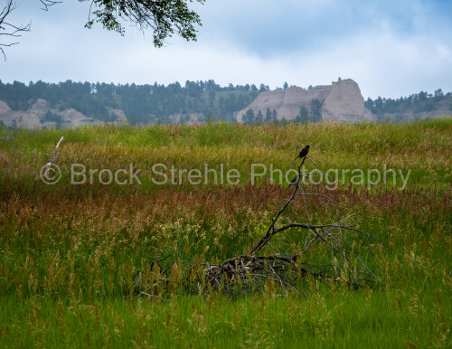 NE-Birds-Fort-Robinson-WM.jpeg