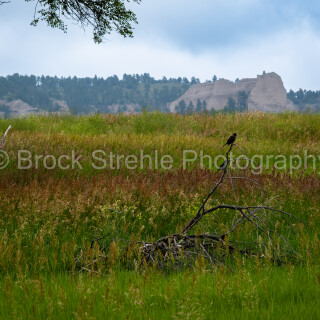 NE-Birds-Fort-Robinson-WM